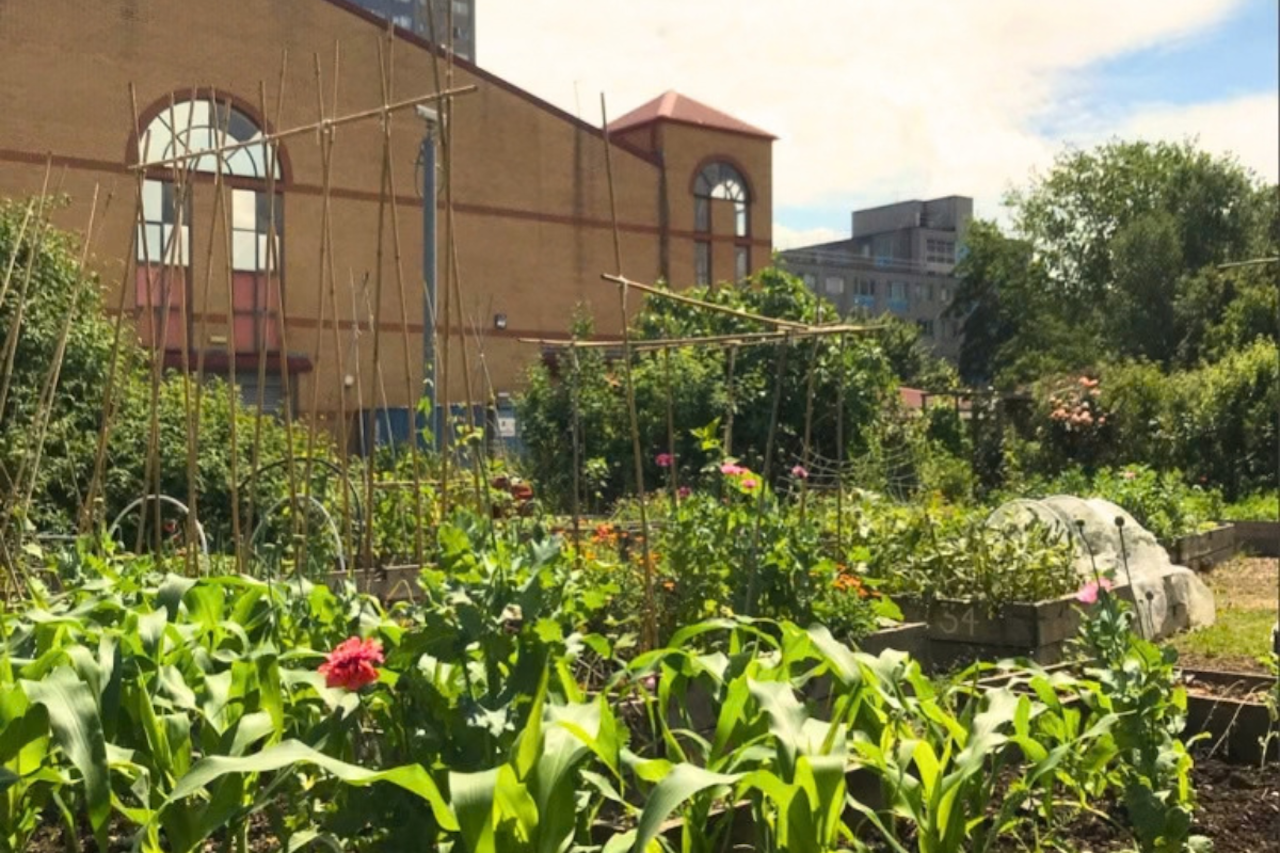 Harmony Gardens in tottenham - many plans grow on bamboo frames or in small polytunnels. high-rise buildings can be seen in the near distance.