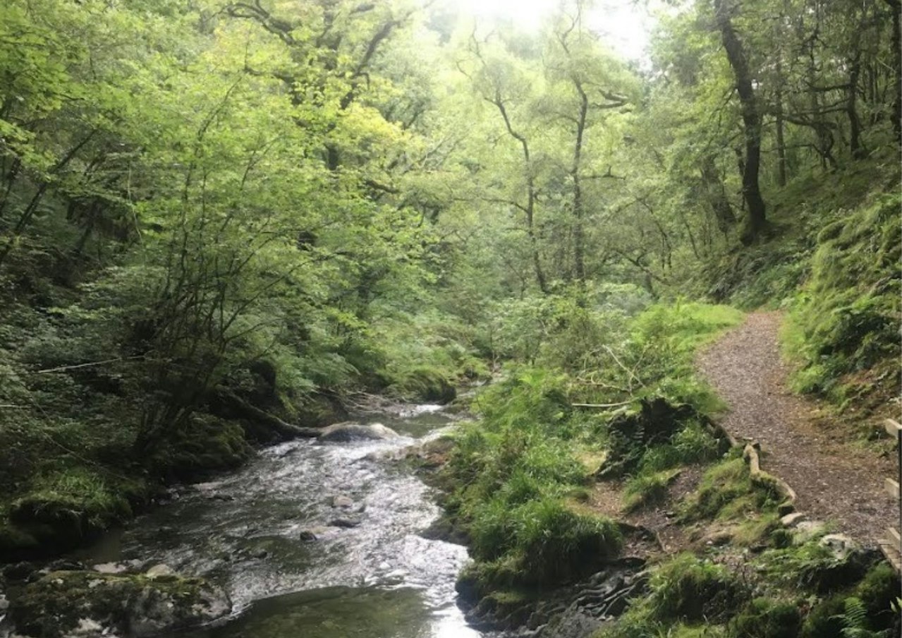 Haringey Unearthed Round 2: Nant Gwernol rainforest, Wales. Photo by Caitlin Pearson